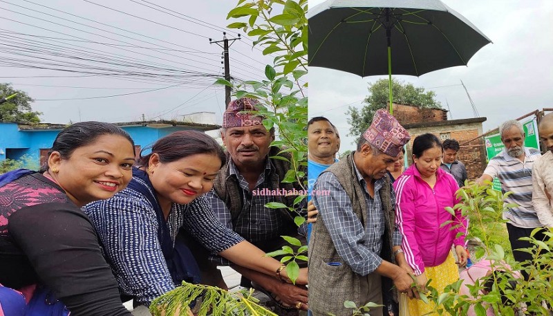 हेटौंडा ७ नम्बर वडामा ३ सय बिरुवा रोपियो